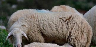 Δράμα: Τέσσερις συλλήψεις για παράνομη μεταφορά αιγοπροβάτων